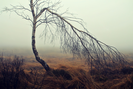 What is the Wild Moor?