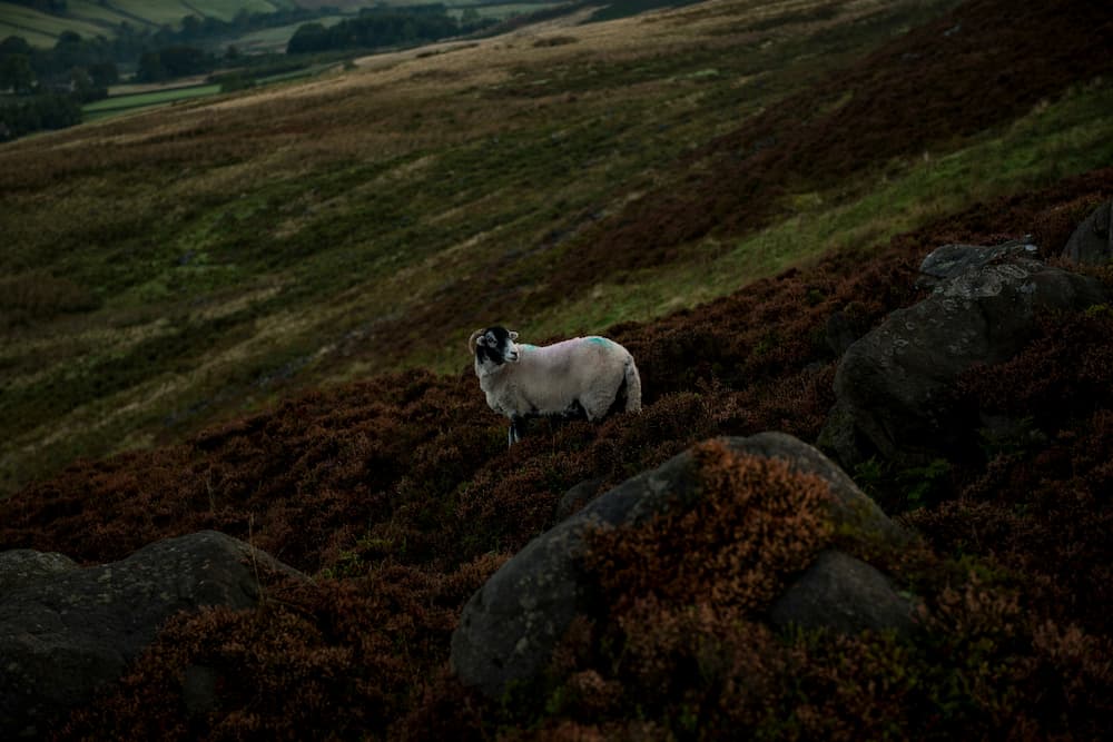 Brontë's Wild Moors: The Landscape Behind Wuthering Heights