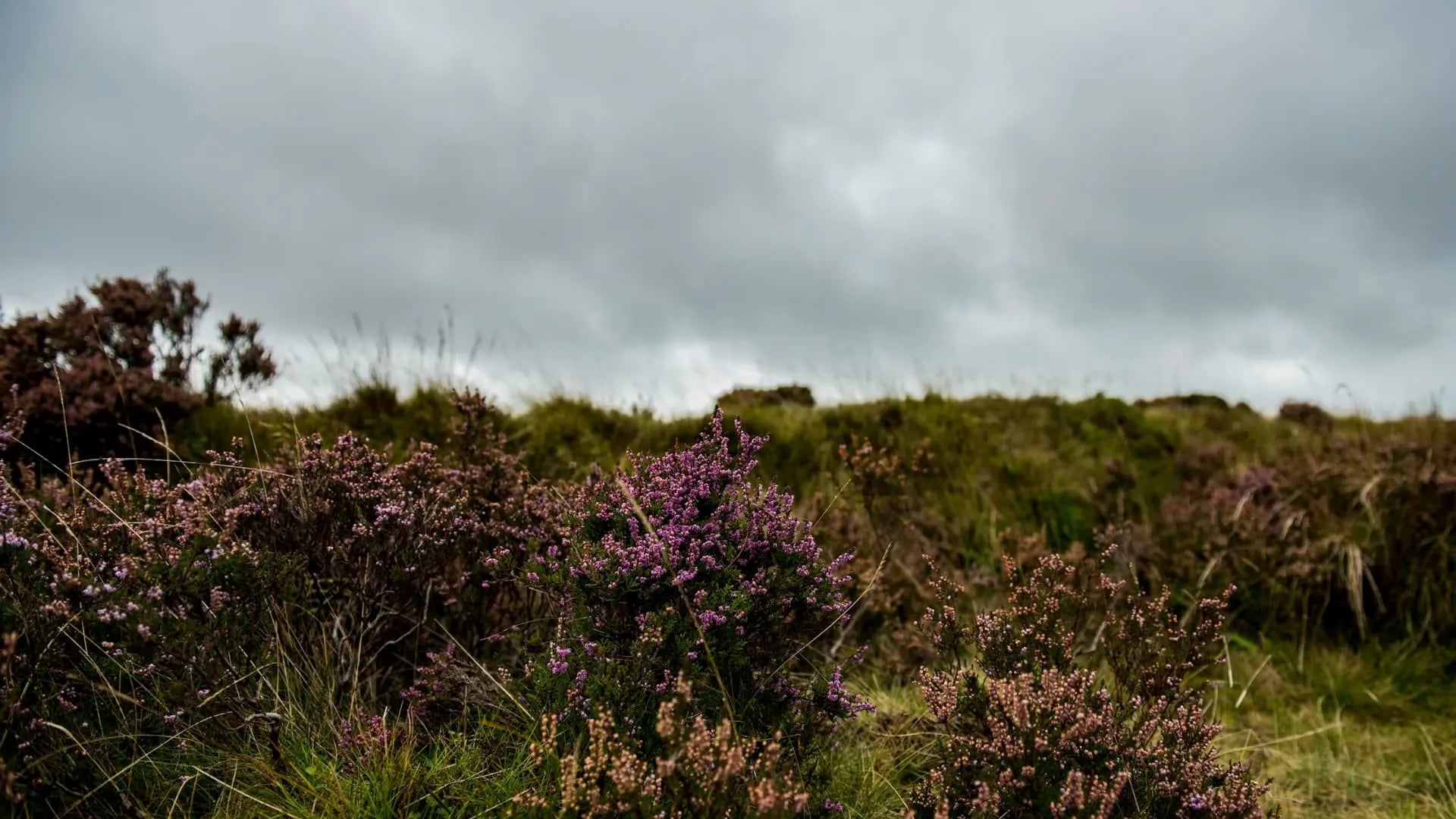A moody landscape photograph of heather and grassy hills under a heavy, overcast gray sky.