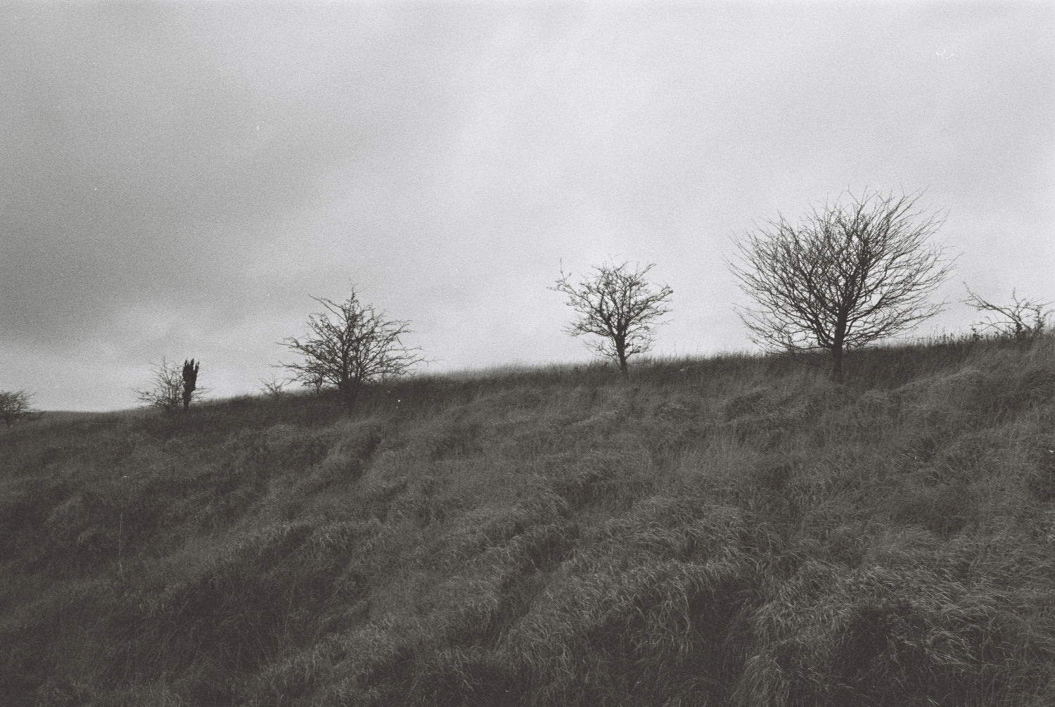 Gothic Yorkshire. Black and white landscape photograph of a grassy hill with several bare trees under a cloudy sky.