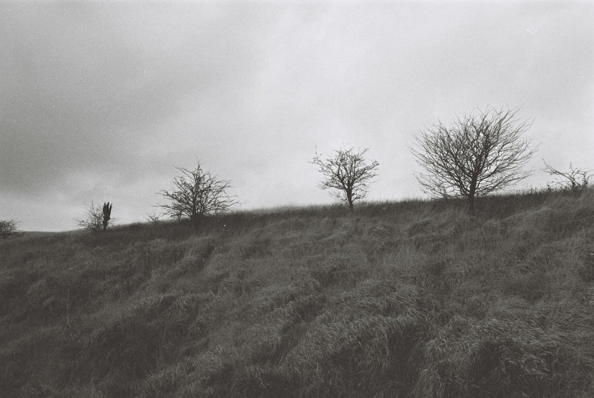 Black and white landscape photograph of a grassy hill with several leafless trees under a cloudy sky.